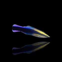 Labroides Phthirophagus | Coralandfishstore.nl