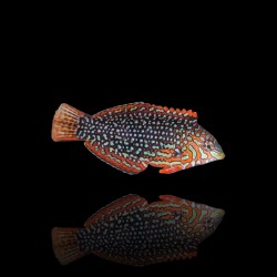 Macropharyngodon Ornatus | Coralandfishstore.nl