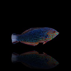 Macropharyngodon Ornatus | Coralandfishstore.nl