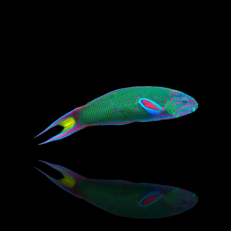 Thalassoma lunaire (M)