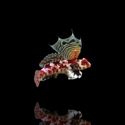 Synchiropus Stellatus - Firmament Pitvis