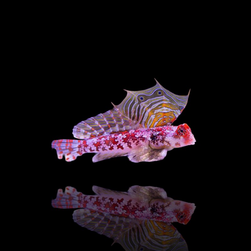 Synchiropus Stellatus