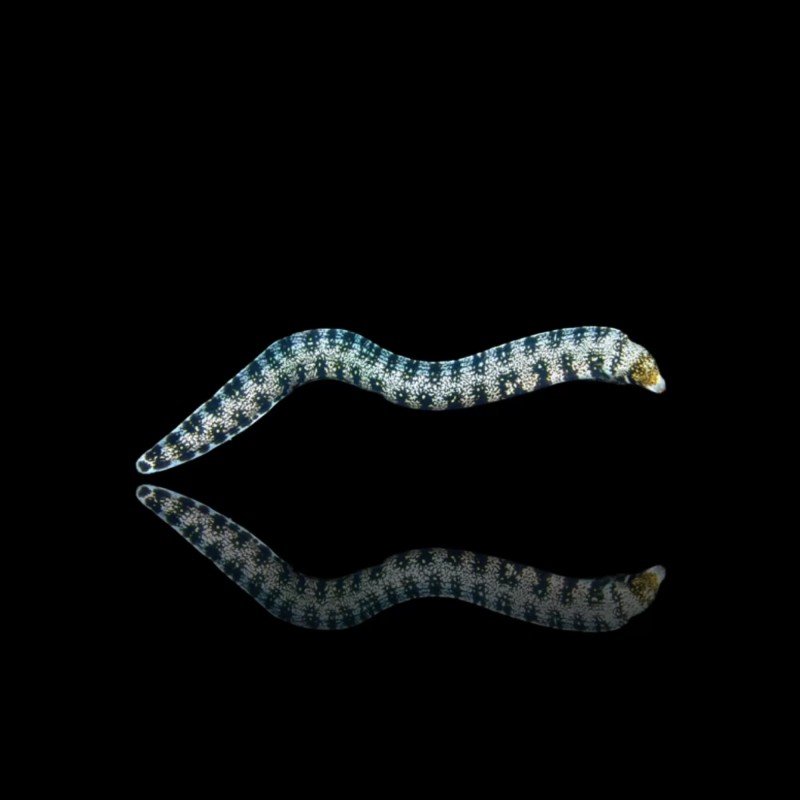 Echidna Nebulosa (M)