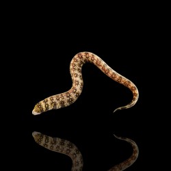 Échidné nébuleux | Coralandfishstore.nl