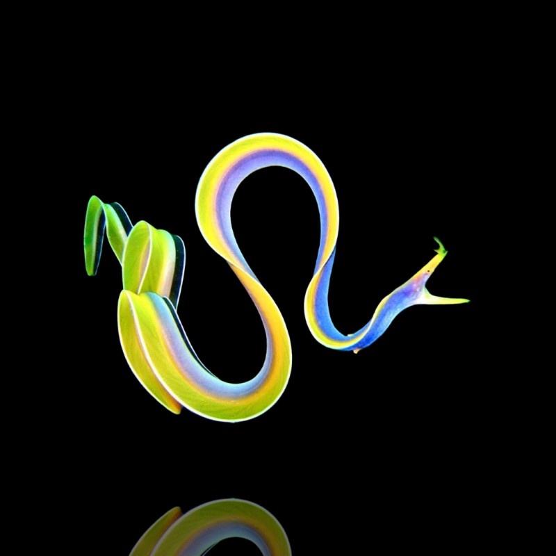 Rhinomuraena Quesita ( ) Jugendlicher