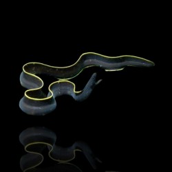 Rhinomurena Quaesita noir | Coralandfishstore.nl