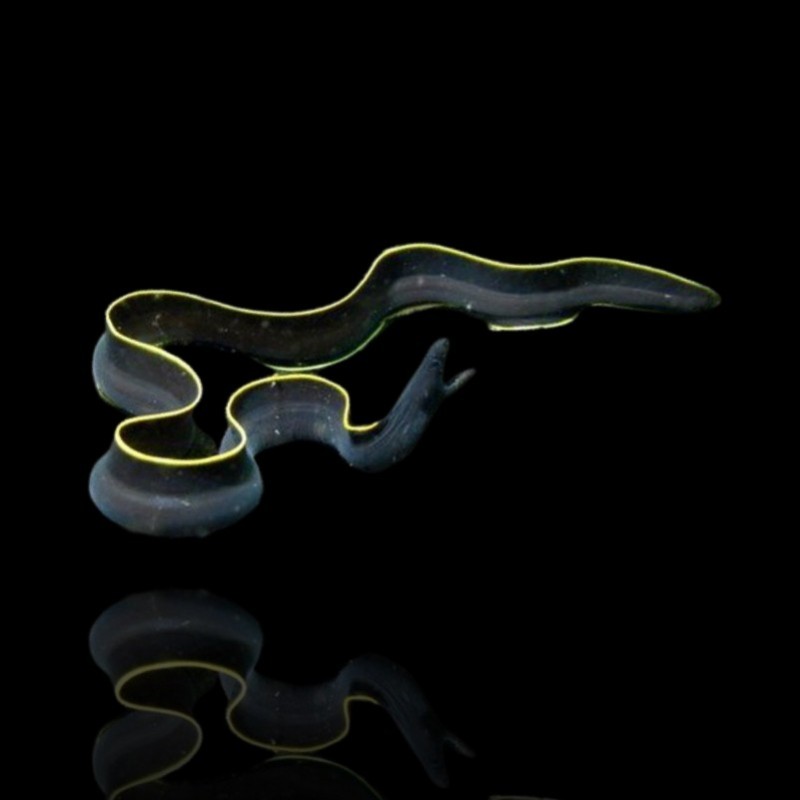 Rhinomuraena Quesita ( ) Jugendlicher