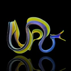 Rhinomurena Quaesita noir | Coralandfishstore.nl