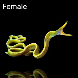 Rhinomuraena Quaesita Gelb | Coralandfishstore.nl