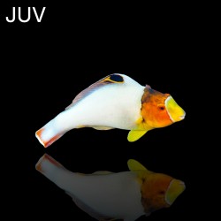 Zweifarbiger Cetoscarus | Coralandfishstore.nl