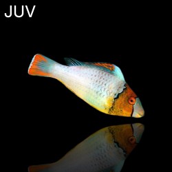 Zweifarbiger Cetoscarus | Coralandfishstore.nl