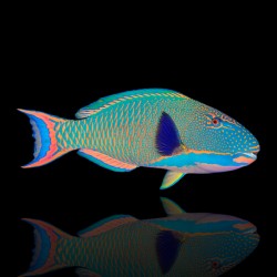 Zweifarbiger Cetoscarus | Coralandfishstore.nl