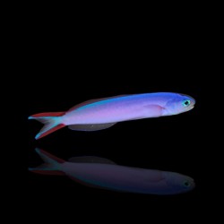 Hoplolatilus Purpureus | Coralandfishstore.nl