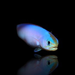 Hoplolatilus Purpureus | Coralandfishstore.nl