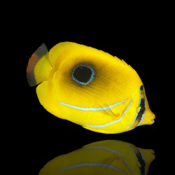 Korallen- und Fischgeschäft – Chaetodon Bennetti – Falterfisch