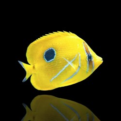 Korallen- und Fischgeschäft – Chaetodon Bennetti – Falterfisch