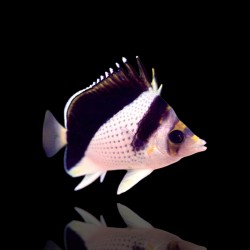 Korallen- und Fischgeschäft - Chaetodon Burgessi