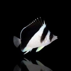 Coral And Fishstore - Chaetodon Burgessi