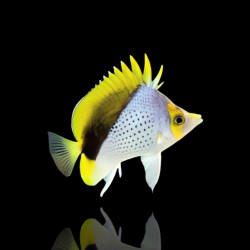 Coral And Fishstore - chaetodon-declivis - declivis- poisson-papillon