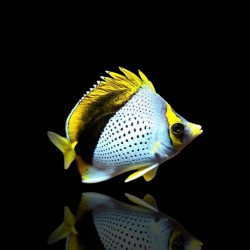 Coral And Fishstore - chaetodon-declivis - declivis- poisson-papillon