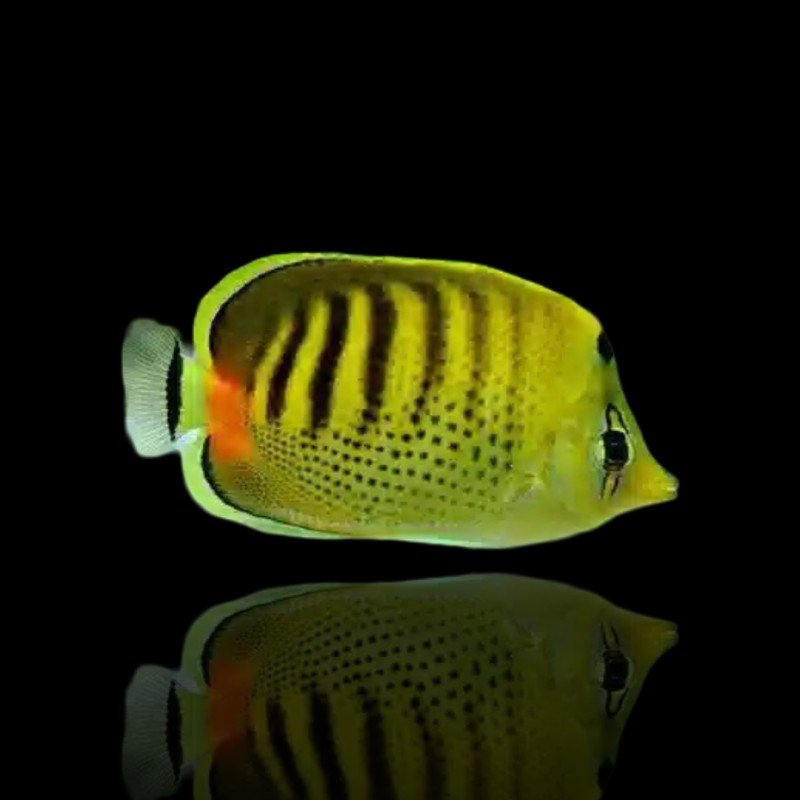 Chaetodon Punctatofasciatus