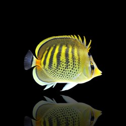 Korallen- und Fischgeschäft – Chaetodon punctatofasciatus – Ringelfalter