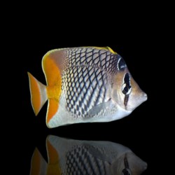 Coral And Fishstore - Chaetodon Xanthurus - Verrechneter Falterfisch