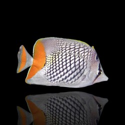 Coral And Fishstore - Chaetodon Xanthurus - Verrechneter Falterfisch