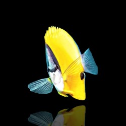 Coral And Fishstore – Gelbflossen-Pinzette – Gelbe Pinzette