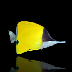 Magasin de coraux et d'aquariums - Pinces à nageoires jaunes - Pinces jaunes