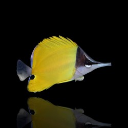 Coral And Fishstore – Gelbflossen-Pinzette – Gelbe Pinzette