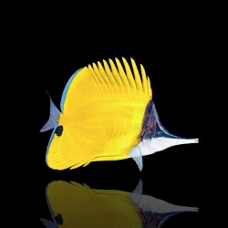 Coral And Fishstore – Gelbflossen-Pinzette – Gelbe Pinzette