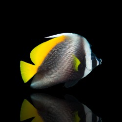 Korallen- und Fischgeschäft - Heniochus Singularius