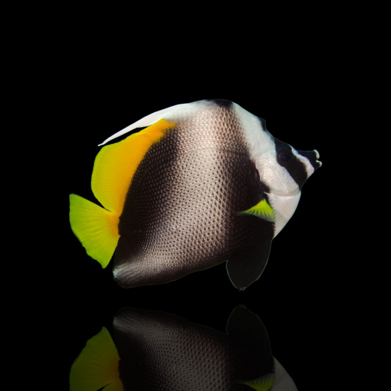 Heniochus Singularius (M)