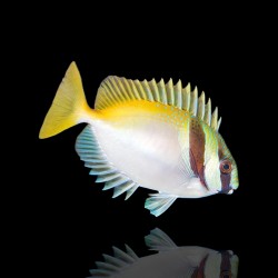 Siganus Virgatus - Siganus Vossenkop