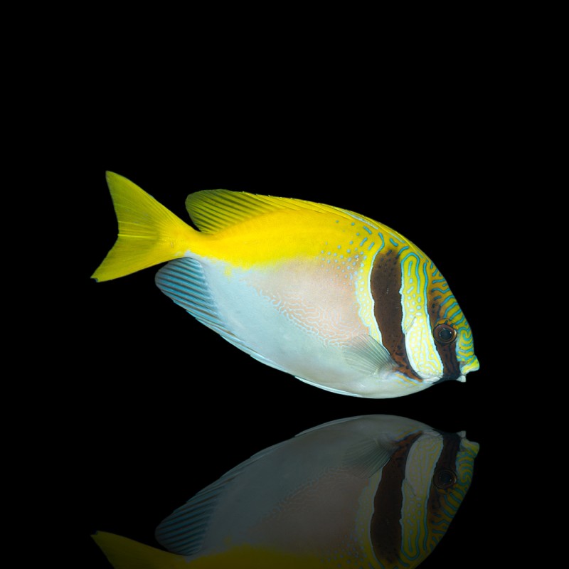 Siganus Virgatus (M)