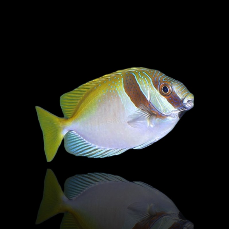 Siganus Virgatus (M)