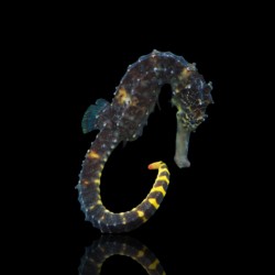 Hippocampus Comes - Hippocampe à queue de tigre