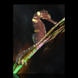 Hippocampus Comes – Tigerschwanz-Seepferdchen