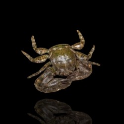 Petrolistes sp. bestellen ? l Coralandfishstore.nl