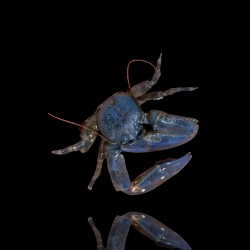 Petrolistes sp. bestellen ? l Coralandfishstore.nl