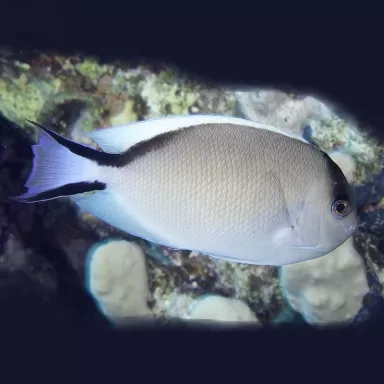 Genicanthus caudovittatus Female
