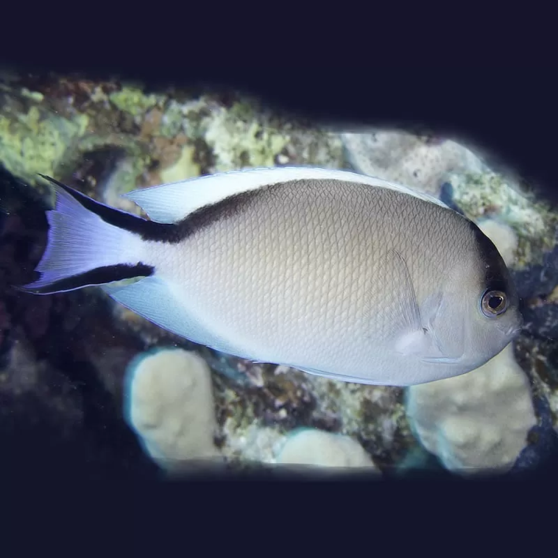 Genicanthus caudovittatus Female