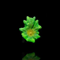 Pectinia Weltraum-Invasoren