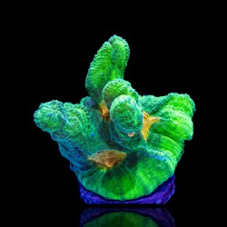 Pectinia Weltraum-Invasoren