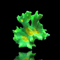 Pectinia Weltraum-Invasoren