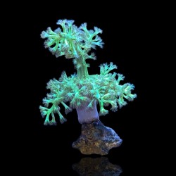 Arbre vert de Capnella kenia