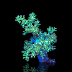 Arbre vert de Capnella Kenia