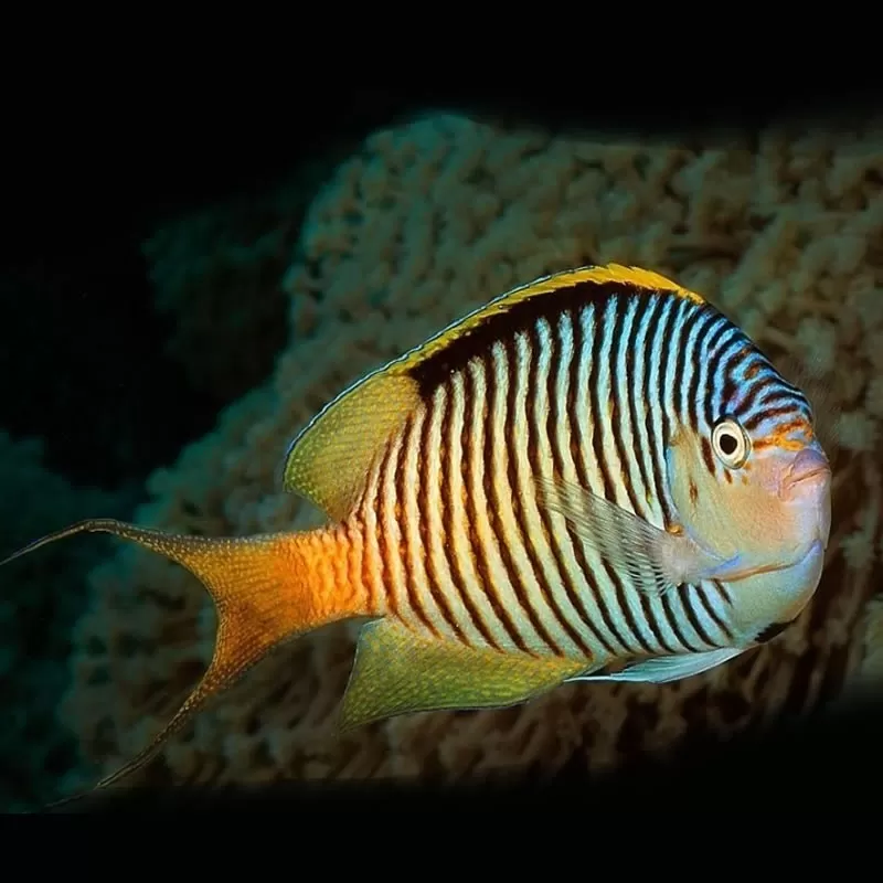 genicanthus caudovittatus male M