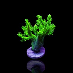 Arbre vert de Capnella kenia